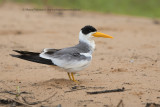 Large-billed tern - Phaetusa simplex