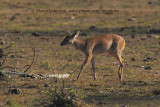 Red brocket - Mazama americana