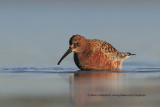 Curlew Sandpiper . Calidris ferruginea