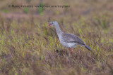 Red-legged Seriema - Cariama cristata