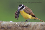 Great Kiskadee - Pitangus sulphuratus