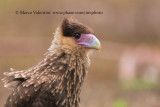 Southern crested Caracara - Polyborus plancus