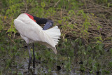 Jabir - Jabiru mycteria