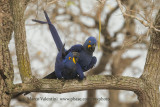 Hyacinth macaw - Anadorhyncus hyacinthinus