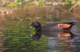 Paradise Shelduck - Tadorna variegata