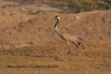Eurasian crane - Grus grus