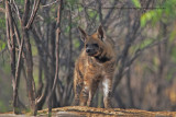 Striped Hyena - Hyaena hyaena