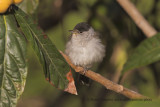 Blackcap - Sylvia atricapilla