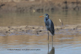 Western Reef Heron - Egretta gularis