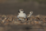 Kentish Plover - Charadrius alexandrinus