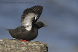 Black guillemot - Cepphus grylle