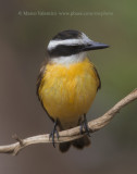 Great kiskadee - Pitangus sulphuratus