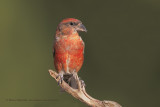 Crossbill - Loxia curvirostra