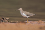 Spotted sandpiper - Actitis macularia