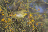 Yellow White-eye - Zosterops luteus