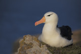 Black-browed Albatros - Thalassarche melanophris