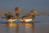 Falkland fligthless Steamer duck - Tachyeres brachypterus