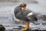 Falkland fligthless Steamer duck - Tachyeres brachypterus