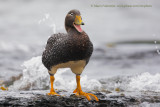 Falkland fligthless Steamer duck - Tachyeres brachypterus