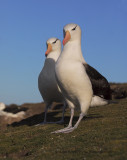 Black-browed Albatross - Thalassarche melanophris