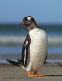 Gentoo Penguin - Pygoscelis papua