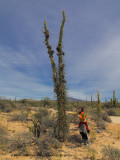 Boojum trees, Cirio columnaris