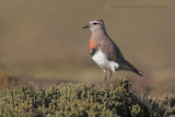 Rufous-chested Dotterel - Charadrius modestus