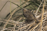 White-bridled Finch - Melanodera melanodera