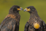 Striated caracara - Phalcoboenus australis