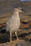 Night Heron - Nycticorax nyctocorax