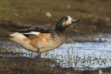 Chiloe Wigeon - Anas sibilatrix