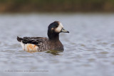 Chiloe Wigeon - Anas sibilatrix