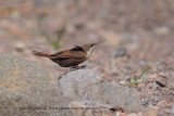 Canyon Wren - Catherpes mexicanus