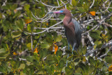 Reddish Egret - Egretta rufescens