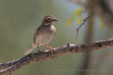 Lark Sparrow - Chondestes grammacus