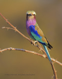 Lilac-breasted Roller - Coracias caudata