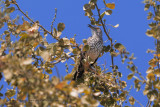 Gray thrasher - Toxostoma cinereum