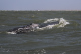 Grey Whales