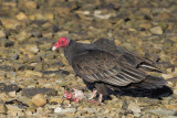 Turkey Vulture - Cathartes aura