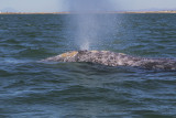 Grey Whale - Eschrichtius robustus