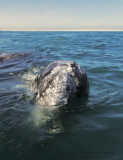 Grey Whale - Eschrichtius robustus