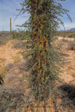 Boojum trees, Cirio columnaris