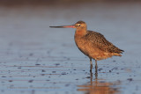 Marble godwit - Limosa fedoa