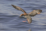 Scopolis Shearwater - Calonectris diomedea