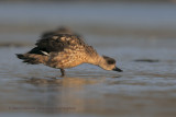 Crested Duck - Lophonetta specularioides