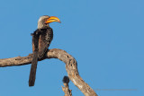 Southern Yellow-billed Hornbill - Tockus leucomelas