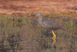 Slaty Egret - Egretta vinaceigula