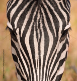 Plain Zebra - Equus quagga