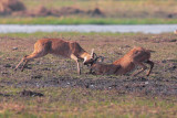 Southern Reedbuck - Redunca arundinum