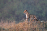 Leopard - Panthera pardus